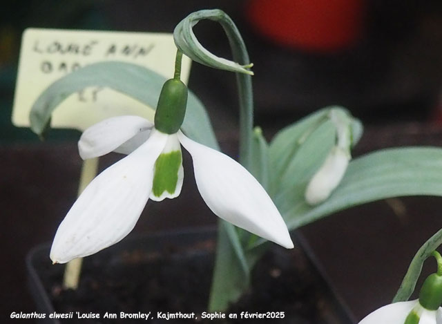 Galanthus elwesii 'Louise Ann Bromley'