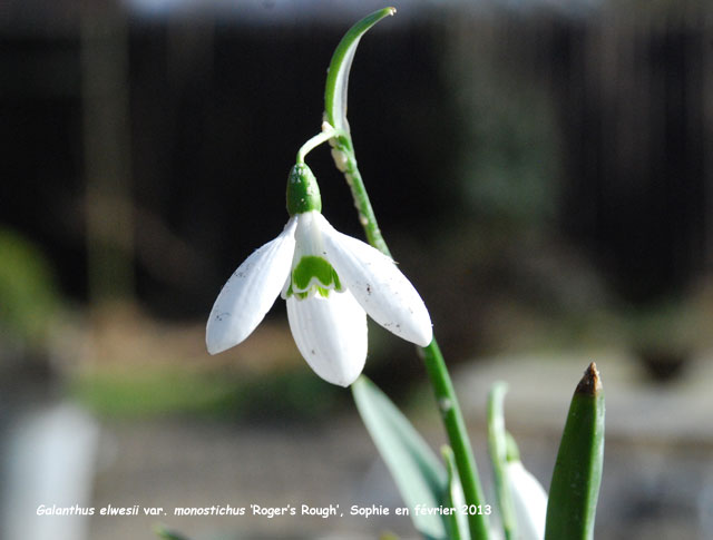 Galanthus elwesii var. monostichus 'Roger's Rough'