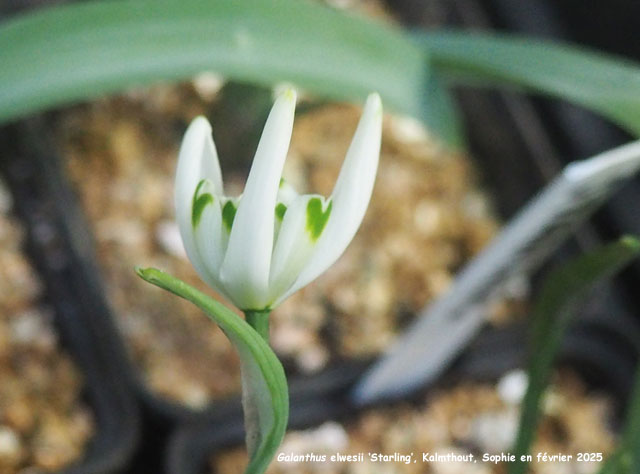 Galanthus elwesii 'Starling'