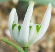 Galanthus elwesii 'Starling'