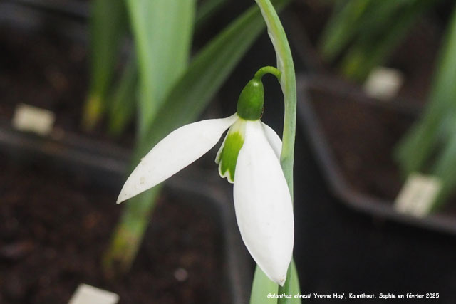 Galanthus elwesii 'Yvonne Hay'