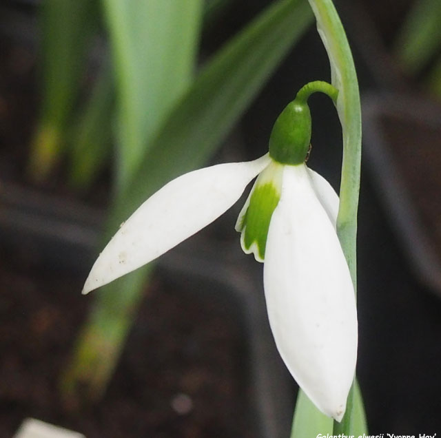 Galanthus elwesii 'Yvonne Hay'