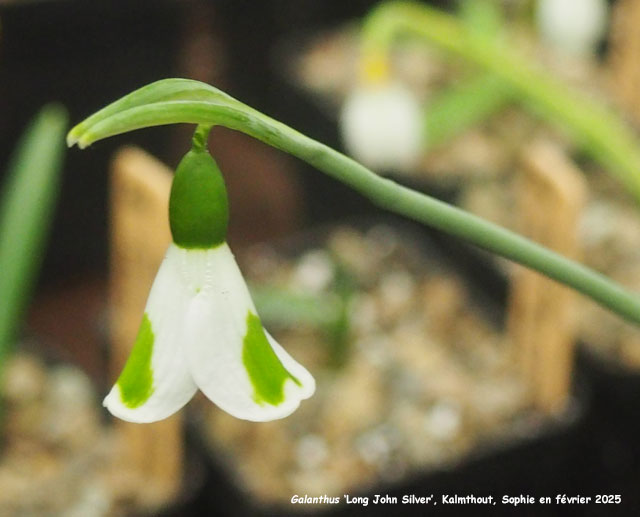 Galanthus 'Long John Silver'