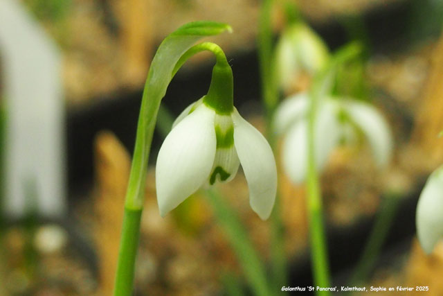 Galanthus 'St Pancras'