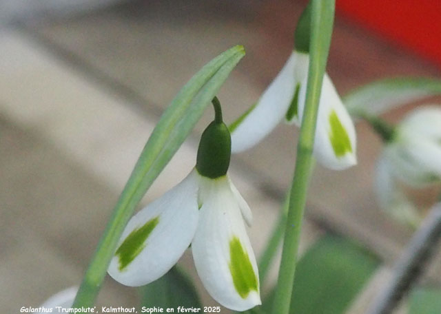 Galanthus 'Trumpolute'