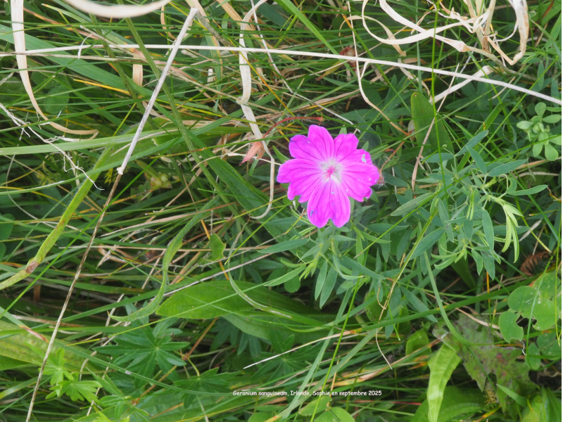 Geranium sanguineum