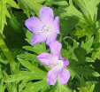 Geranium shikokianum