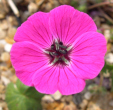 Geranium subcaulescens 'Splendens'