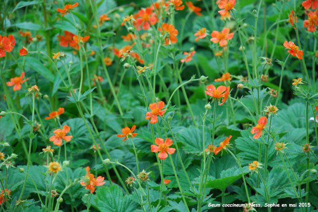 Geum coccineum