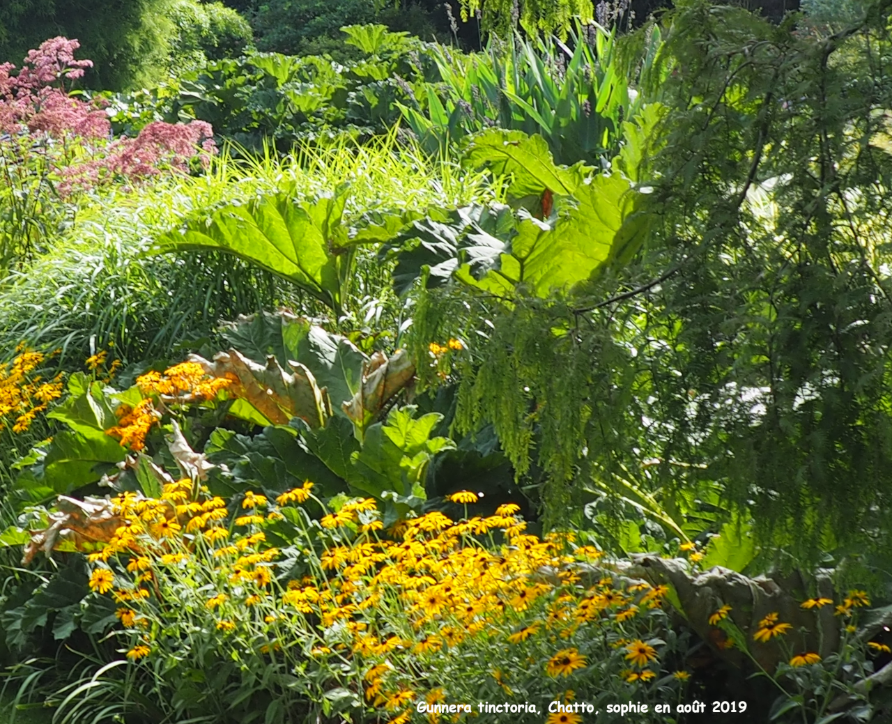 Gunnera tinctoria