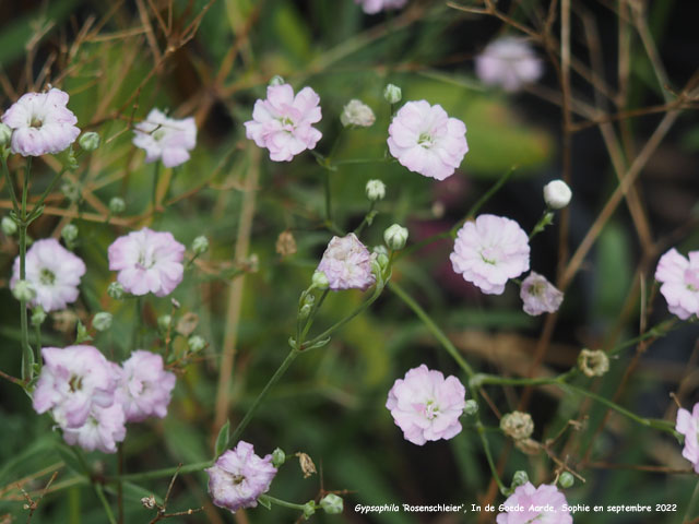 Gypsophila 'Rosenschleier'