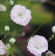 Gypsophila 'Rosenschleier'
