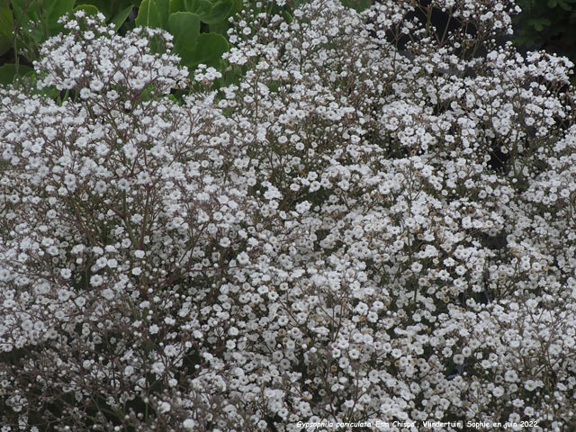 Gypsophila paniculata 'Essm Chispa'