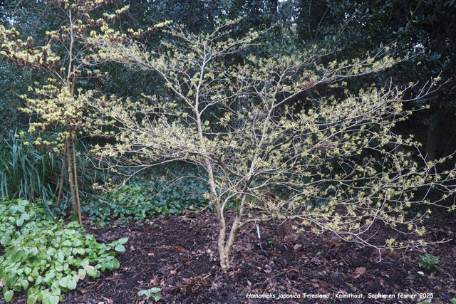 Hamamelis japonica 'Friesland'