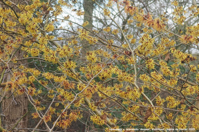Hamamelis x intermedia 'Amanon'