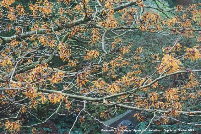 Hamamelis x intermedia 'Aphrodite'