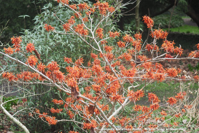 Hamamelis x intermedia 'Arnhem'