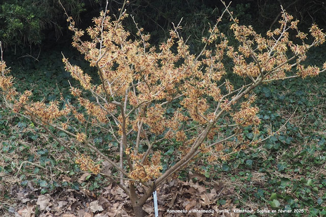 Hamamelis x intermedia 'Cyrille'
