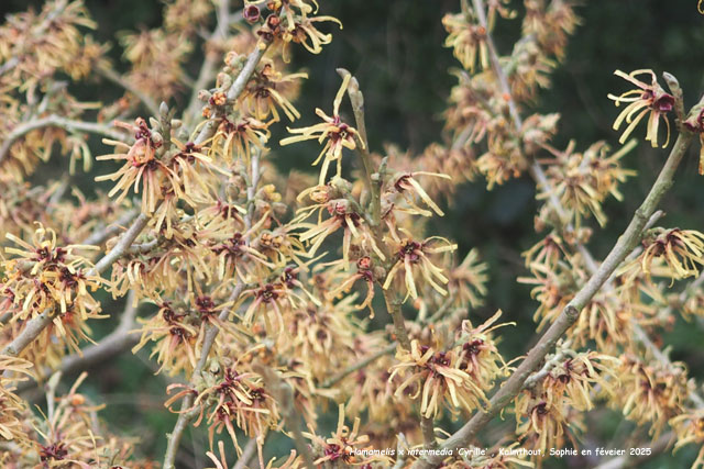 Hamamelis x intermedia 'Cyrille'