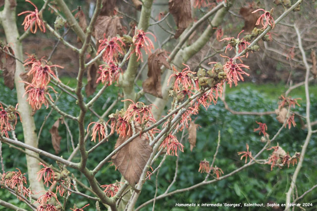 Hamamelis x intermedia 'Georges'