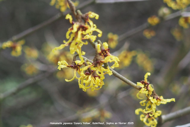 Hamamelis japonica 'Canary Yellow'