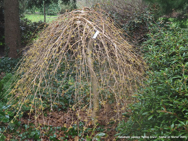 Hamamelis japonica 'Falling Stars'