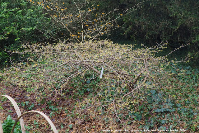 Hamamelis japonica var. obtusata