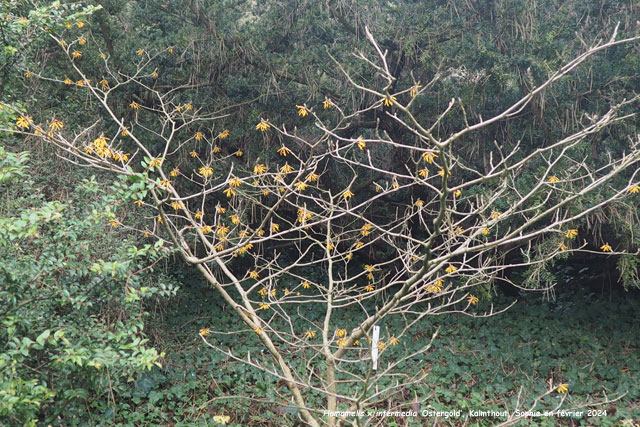 Hamamelis x ntermedia 'Ostergold'