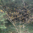 Hamamelis x intermedia 'Ostergold'