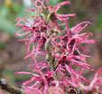 Hamamelis x intermedia 'Paulina'