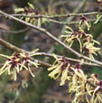 Hamamelis x intermedia 'Primadonna'