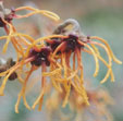 Hamamelis x intermedia 'Robert'