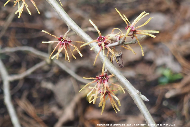 Hamamelis x intermedia 'Sem'
