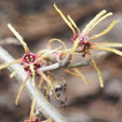 Hamamelis x intermedia 'Sem'