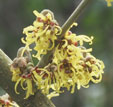 Hamamelis x intermedia 'Sophie'