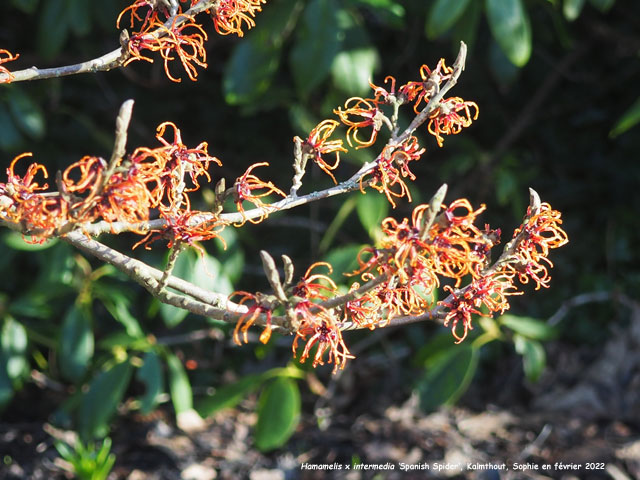 Hamamelis xintermedia 'Spanish Spider'
