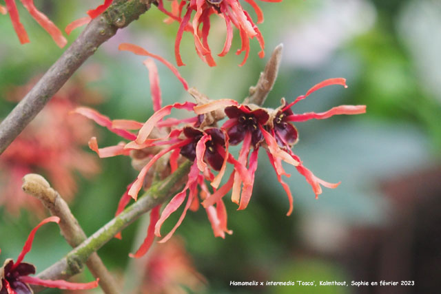 Hamamelis x intermedia 'Tosca'