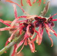 Hamamelis x intermedia 'Tosca'