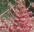 Hamamelis x intermedia 'Tsukuba-no-kurenai