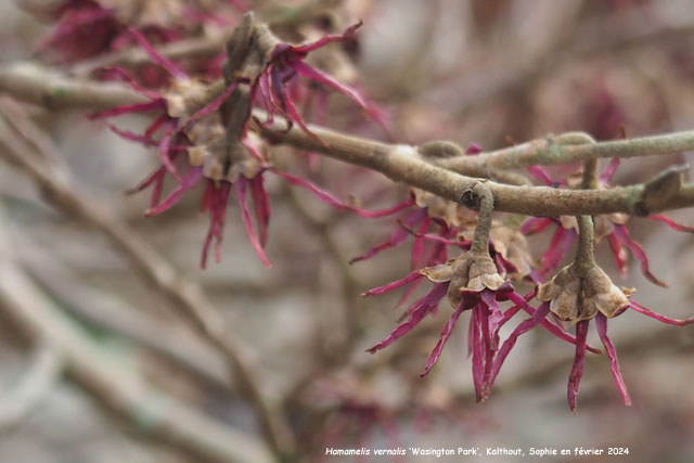 Hamamelis vernalis 'Washington Park'