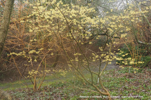 Hamamelis x intermedia 'Wiero'