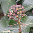 Hedera helix