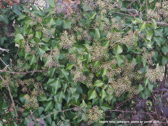 Hedera helix