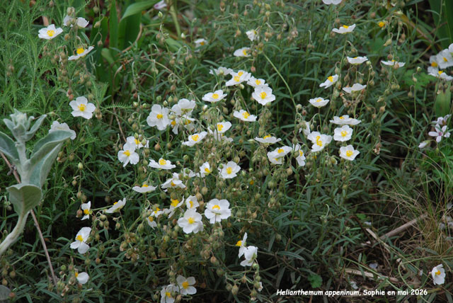 Helianthemum appeninum