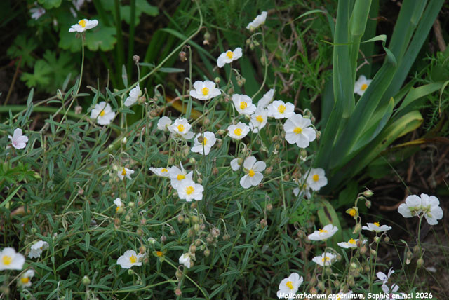 Helianthemum appeninum