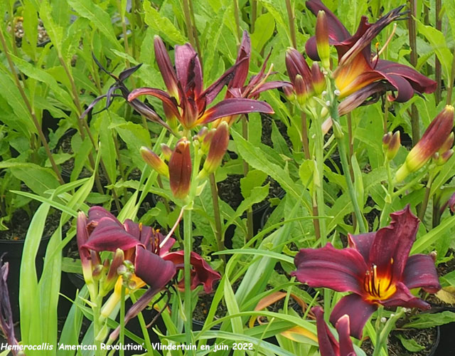 Hemerocallis 'American Revolution'