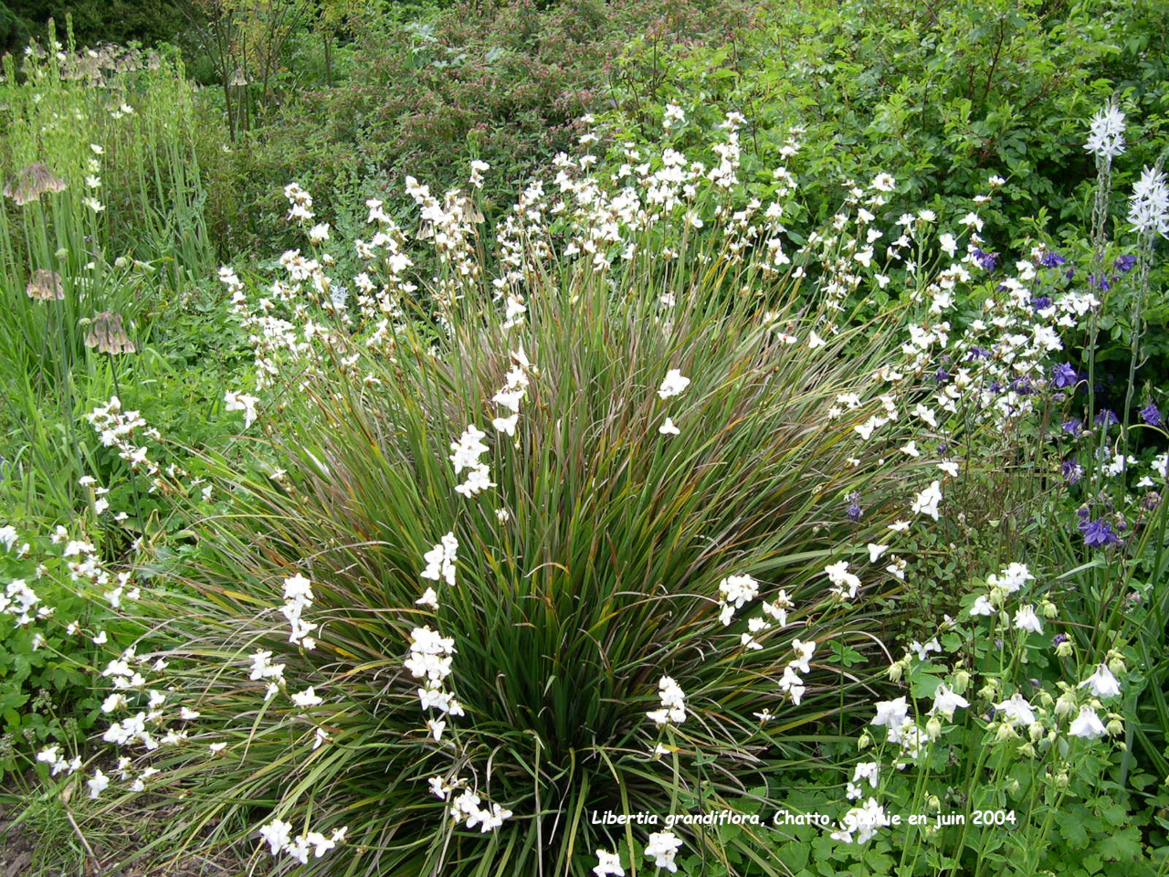 Libertia grandiflora