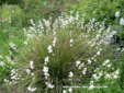 Libertia grandiflora