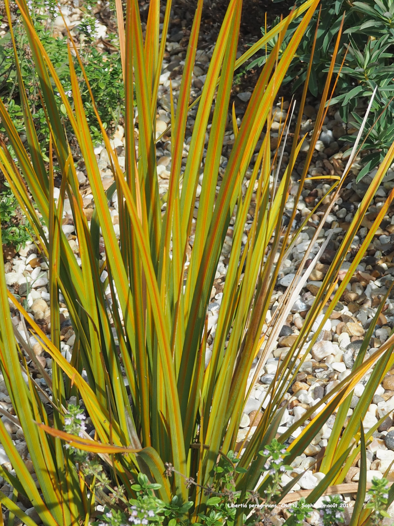 Libertia peregrinans