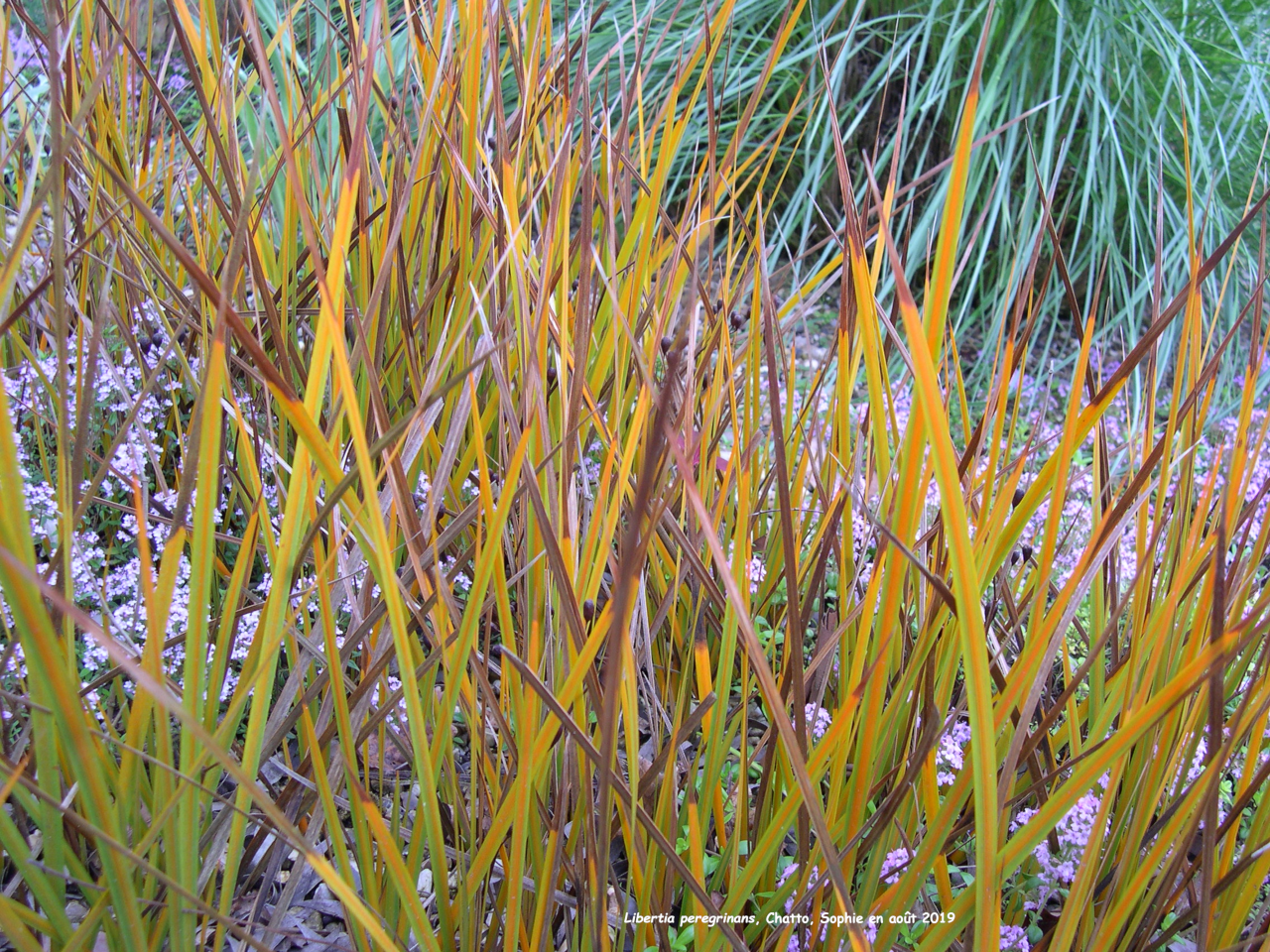 Libertia peregrinans